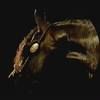 crazyhorse1809